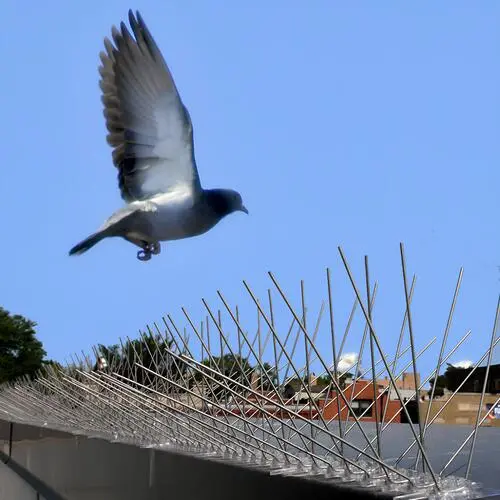 Anti Bird Spikes in Chennai, Tamil Nadu by Shield Netting